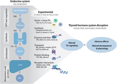 New approach methods to improve human health risk assessment of thyroid hormone system disruption–a PARC project